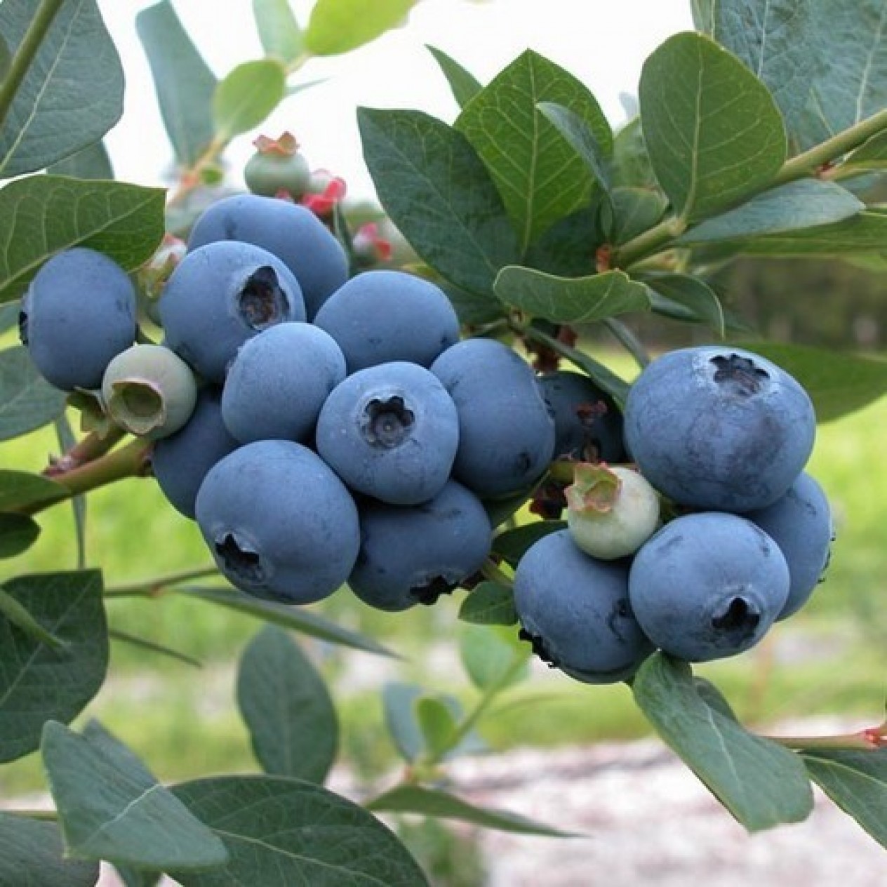 818553-blauwe-bes-sweetheart