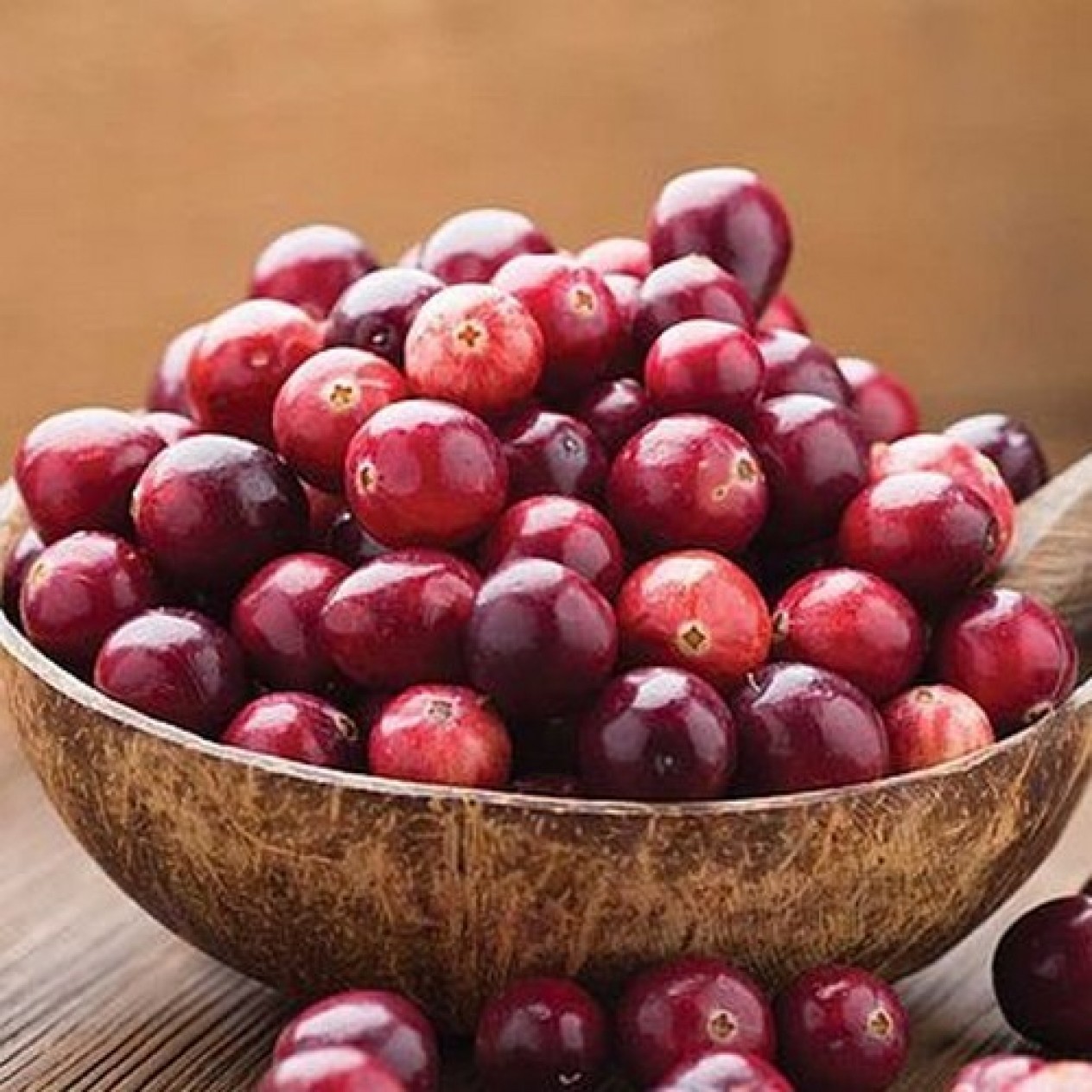 819110-cranberry-pilgrim
