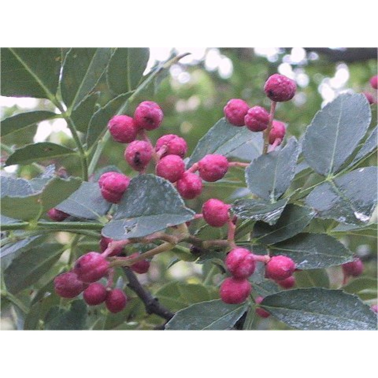 822490-kiespijnboom