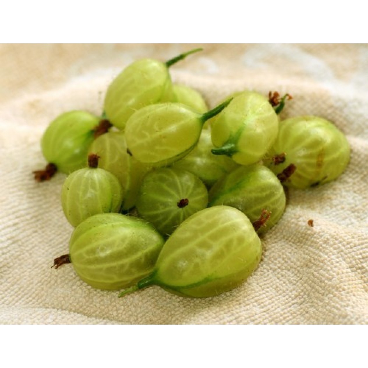 822630-kruisbes-groene-invicta
