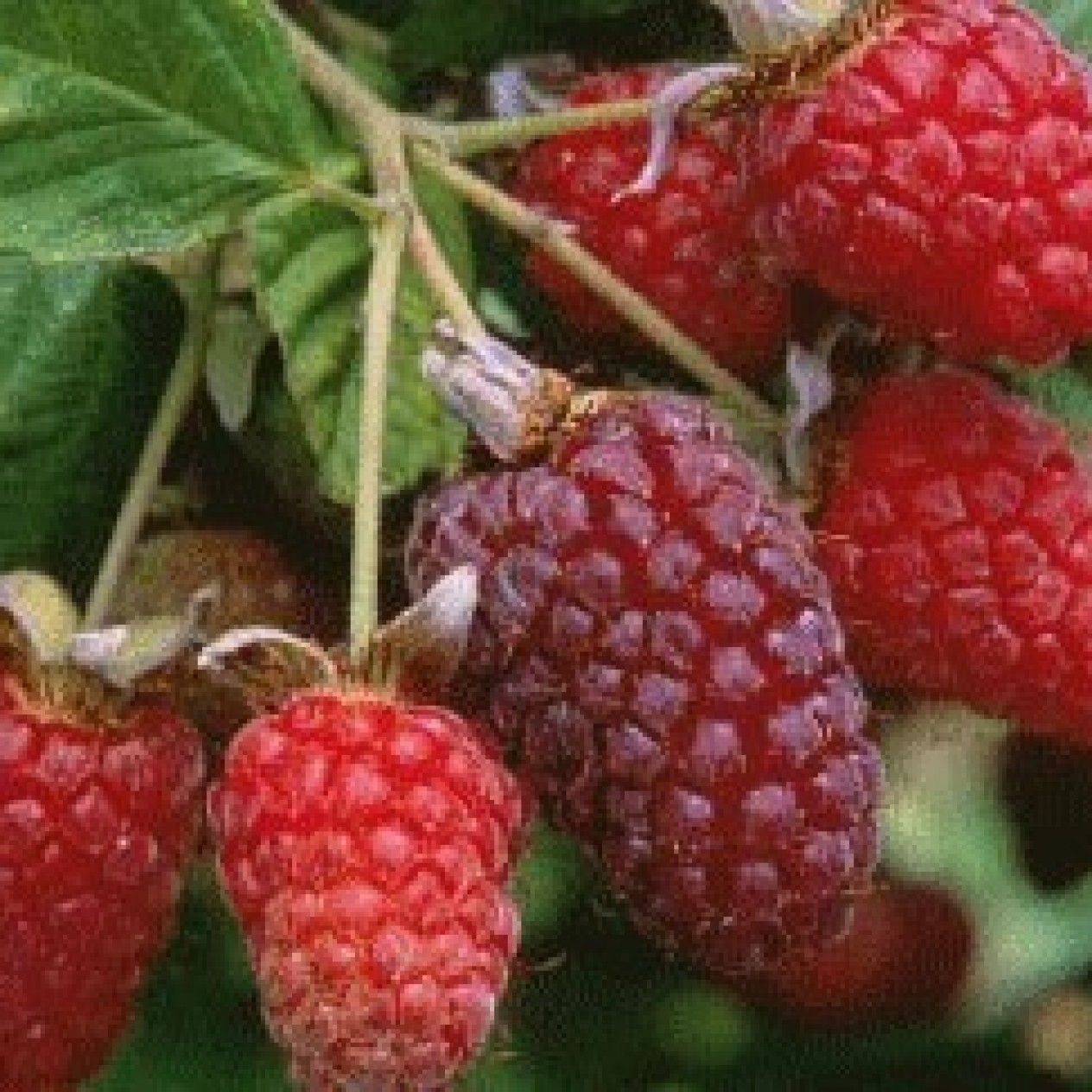 822660-loganbes-thornless-loganberry