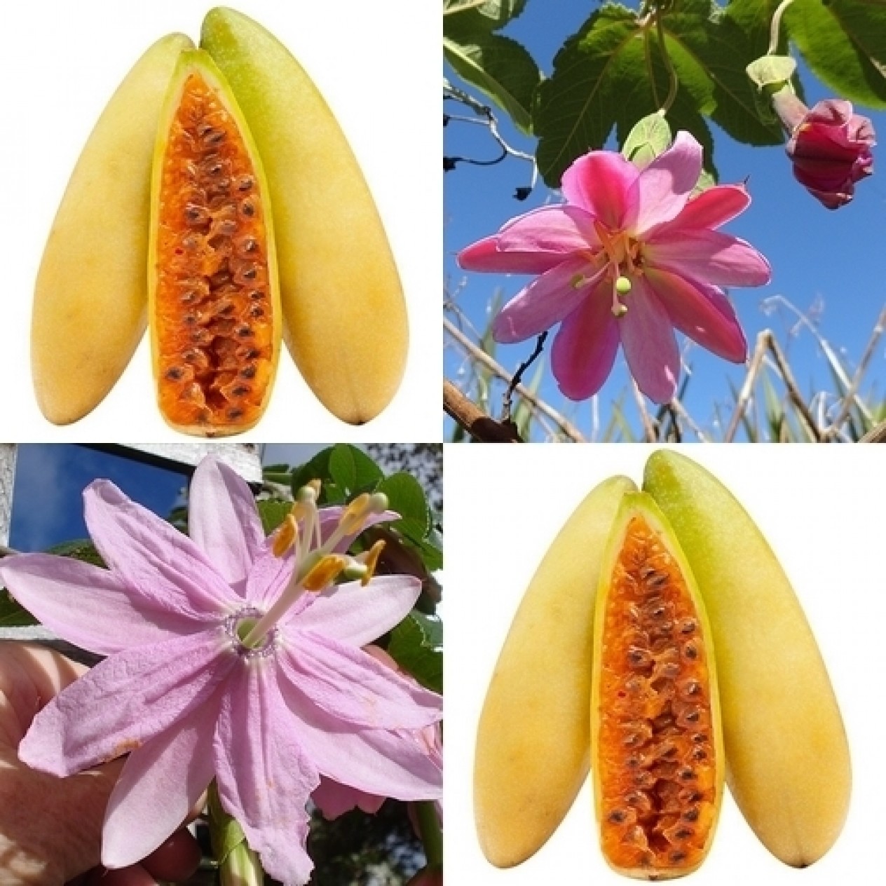 822785-passievrucht-bananen-mollissima