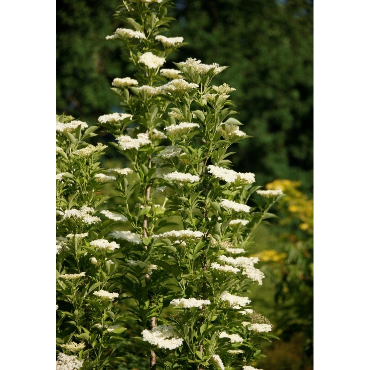 823008-vlier-zuilvormige-obelisk-pyramidalis