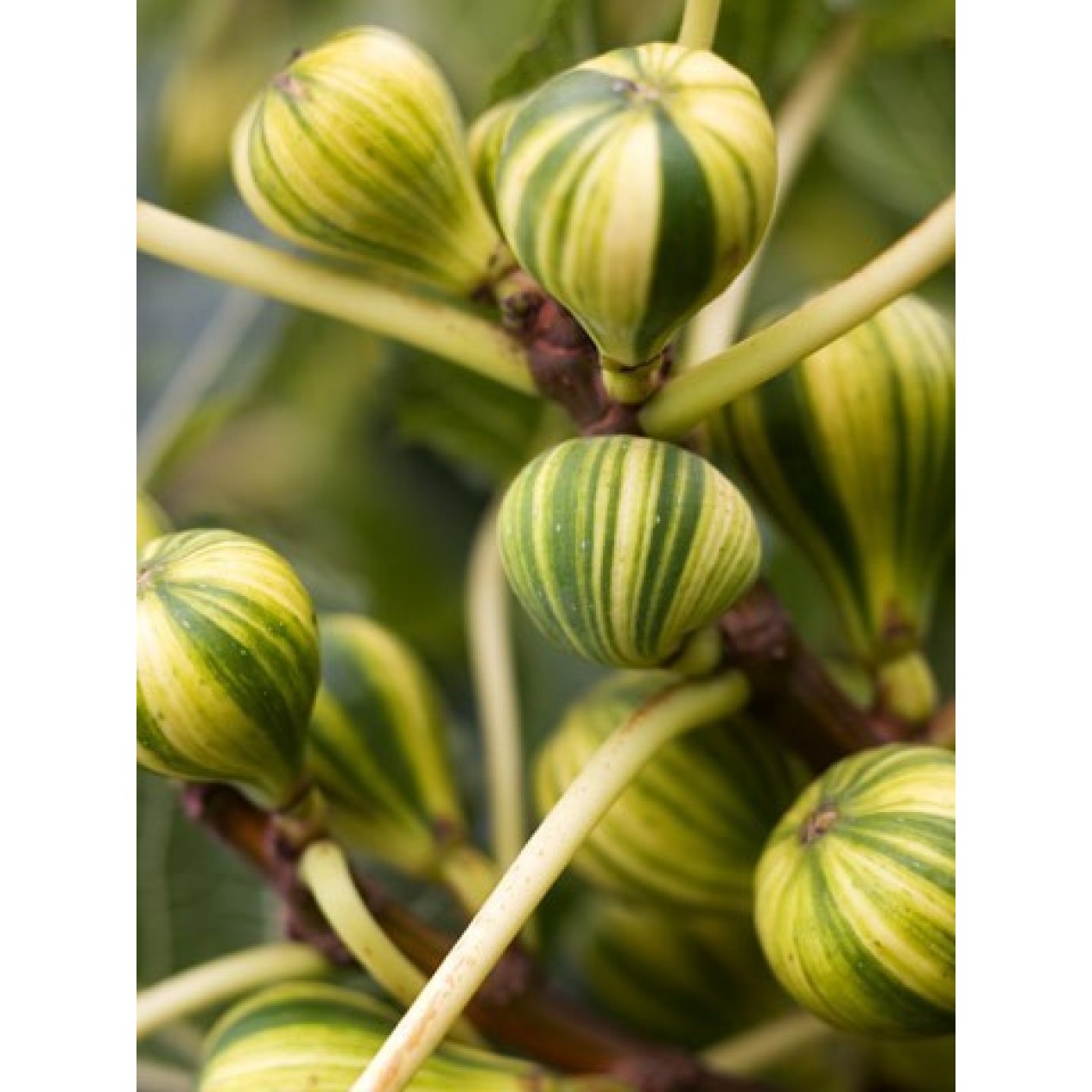 823055-vijg-panachee-jaspee-limone-striped-tiger-tiger-variegato