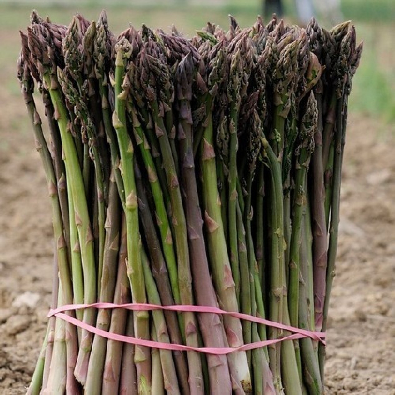 831150-asperge-wilde