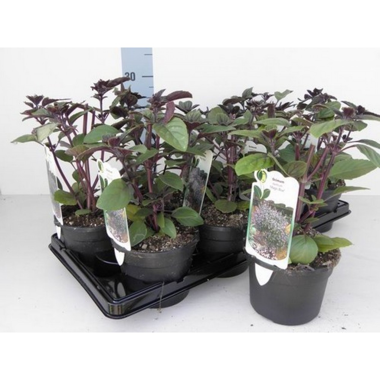 831200-bergbasilicum-blauwe-magic-mountain