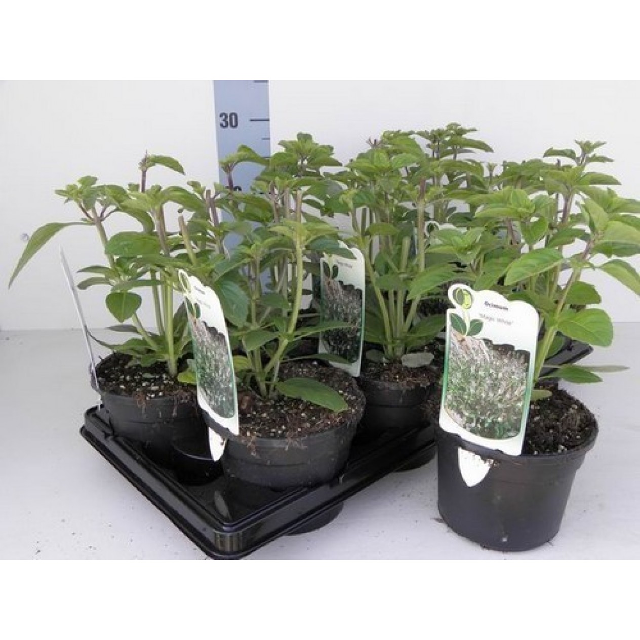 831210-bergbasilicum-witte-white-mountain
