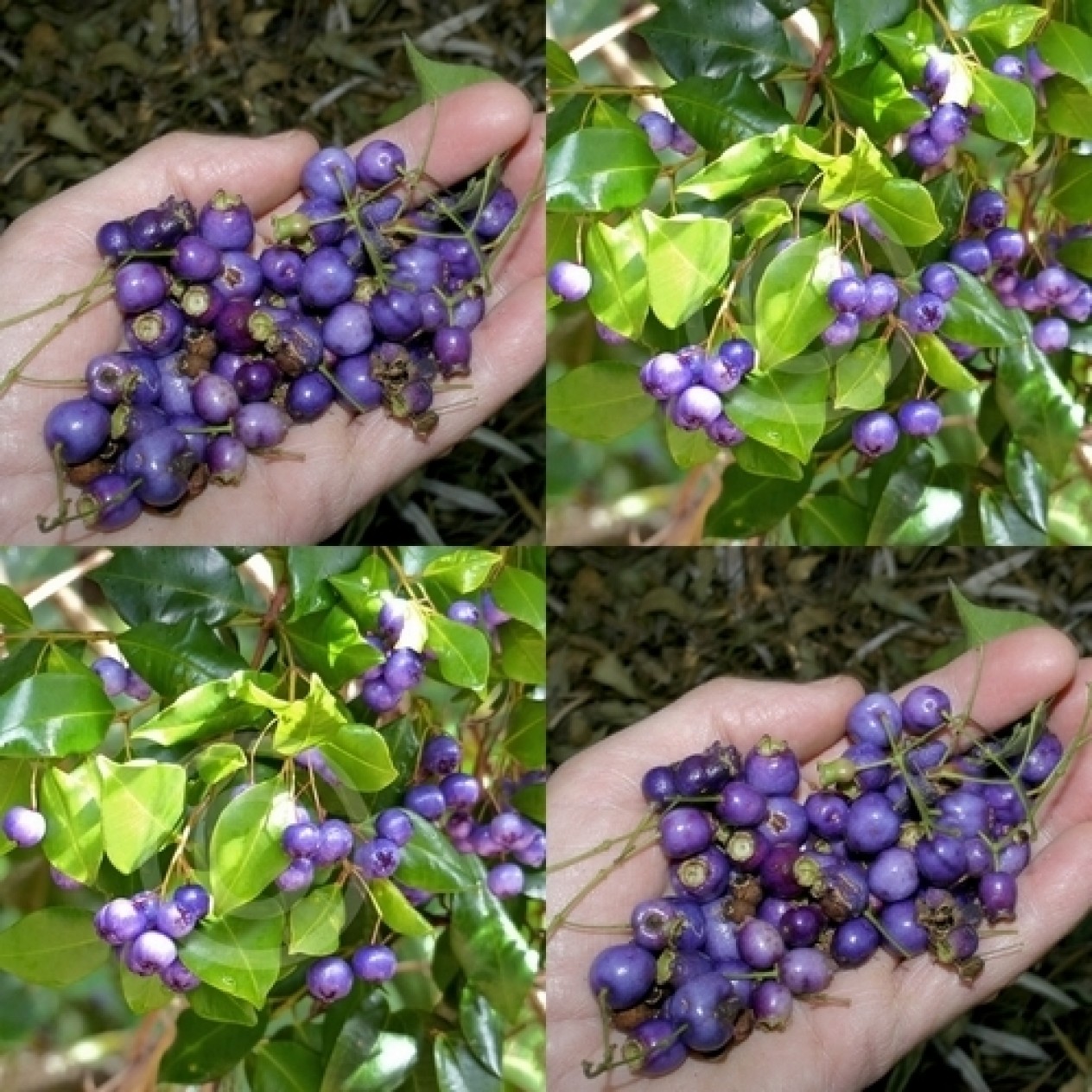 831236-blauwe-lilly-pilly