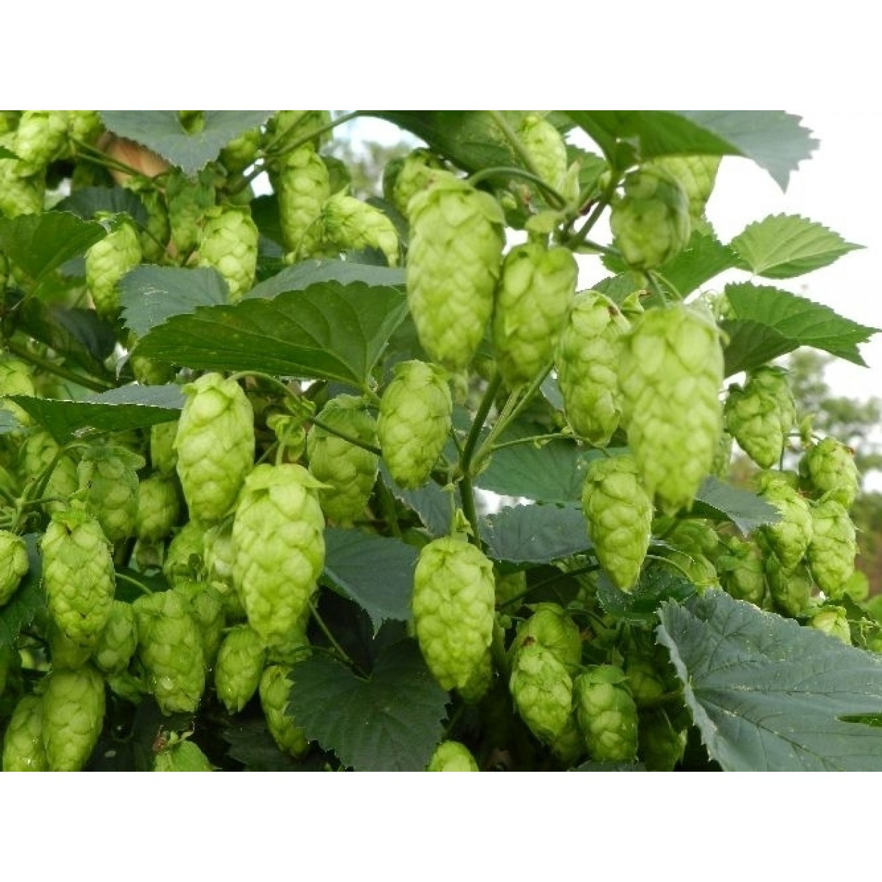 831643-hop-scheuten-cascade