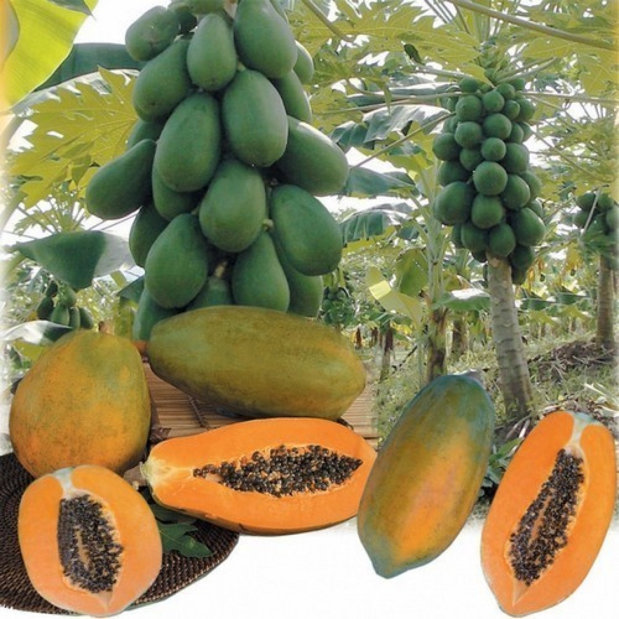 832483-papaya