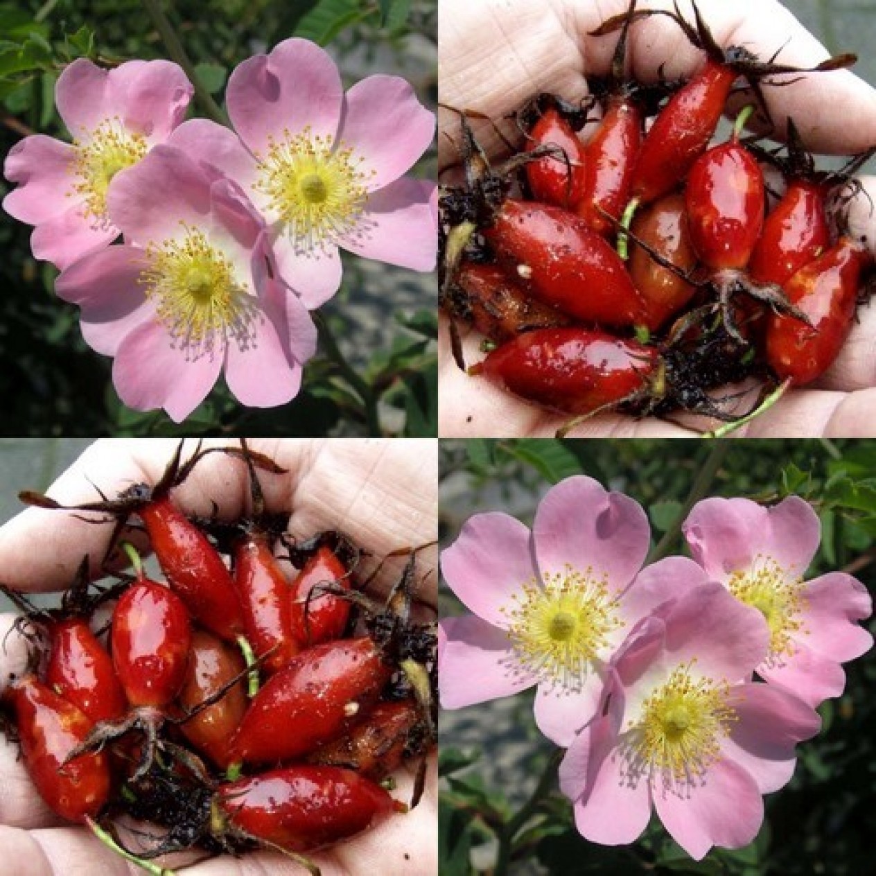 833995-vitamine-roos-rosa-canina-piro