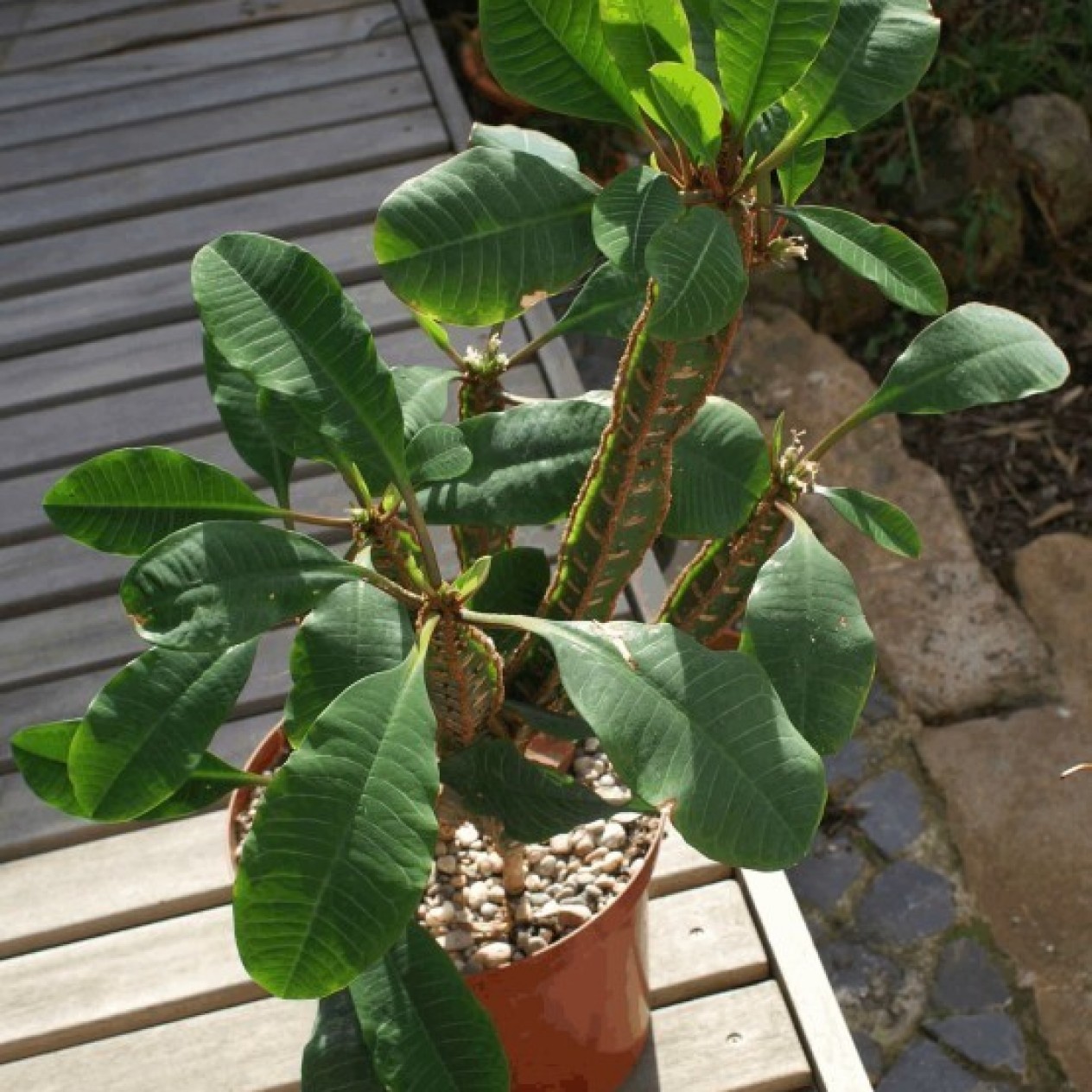 842600-doorgeefplant