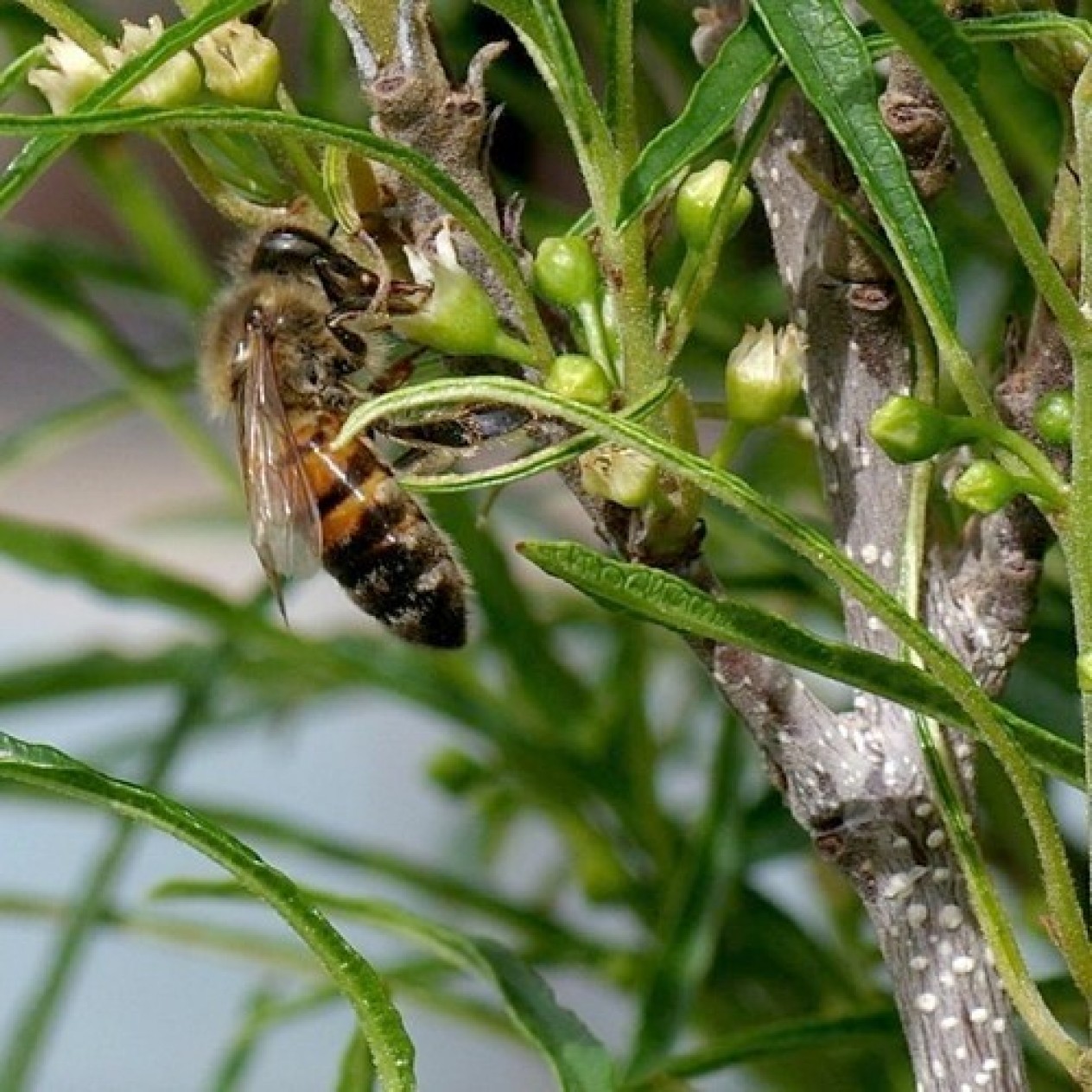 842650-fijnbladig-sporkehout-vuilboom-fine-line