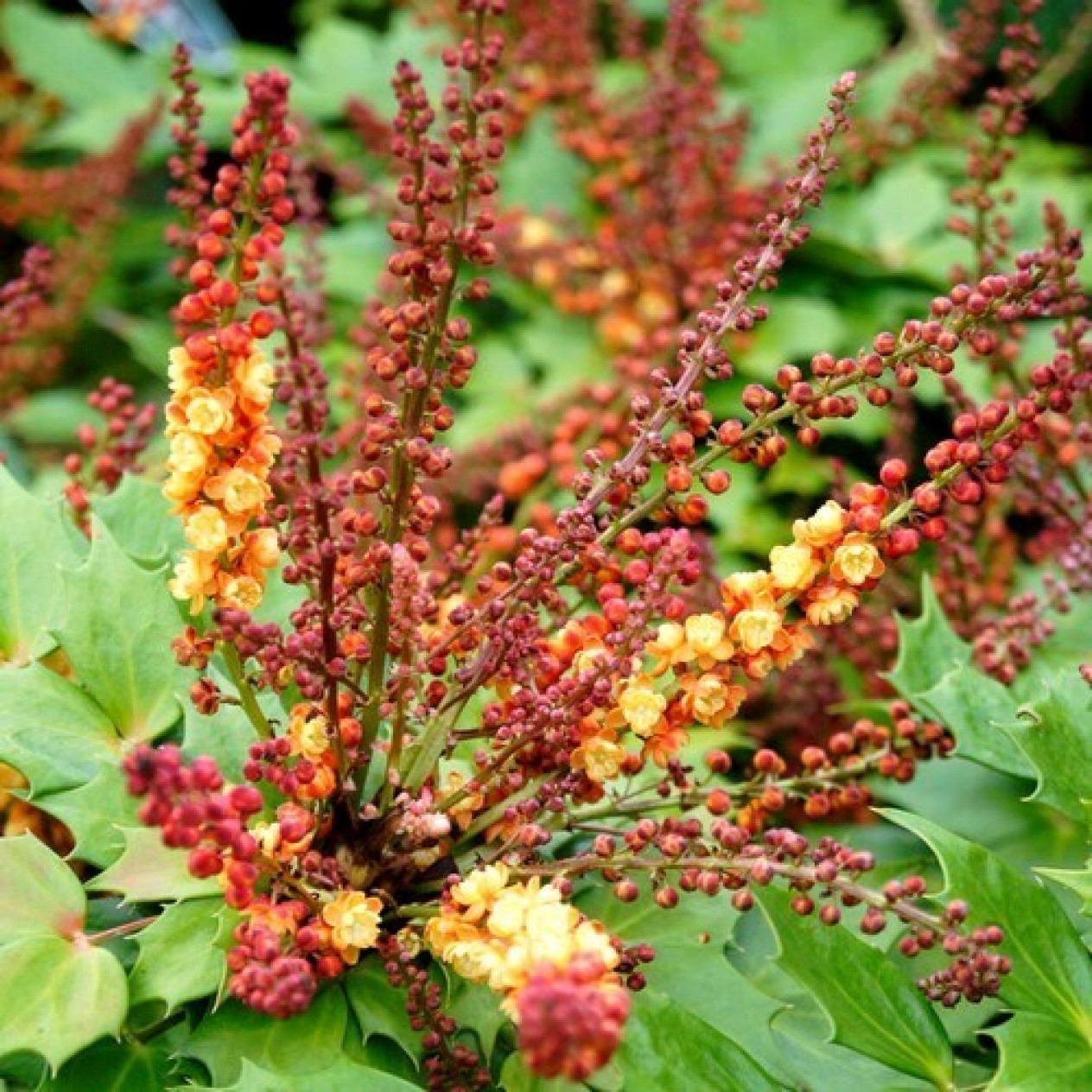 842950-mahoniestruik-cabaret