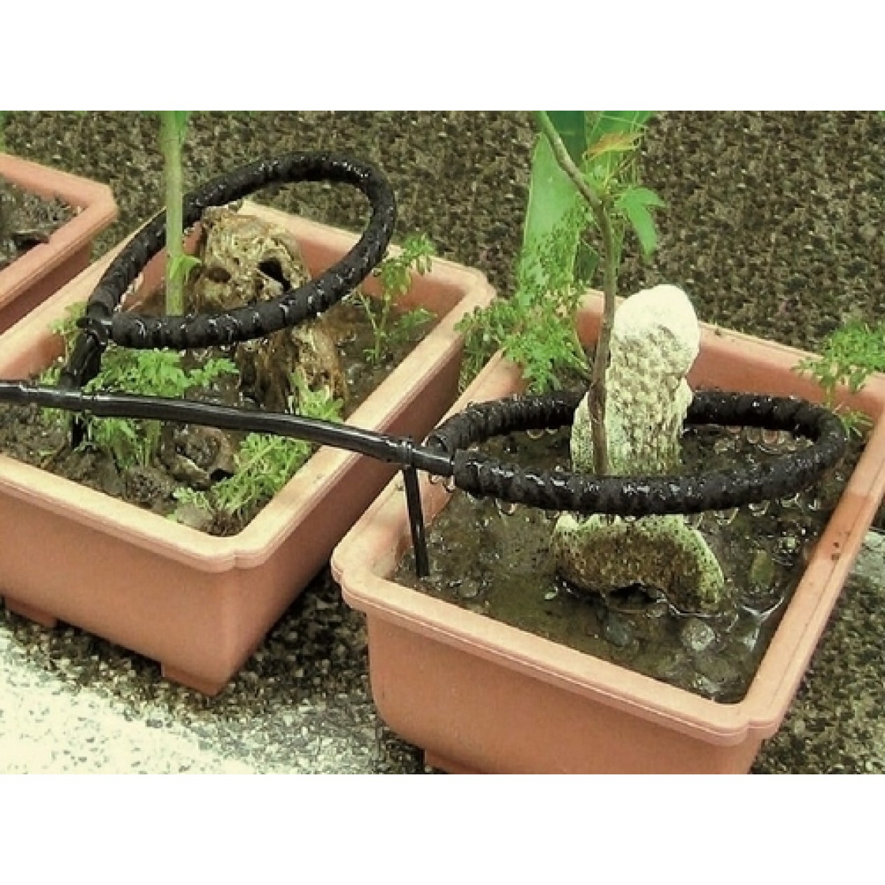 845725-watergeefsysteem-zweetslang-druppelslang-customized