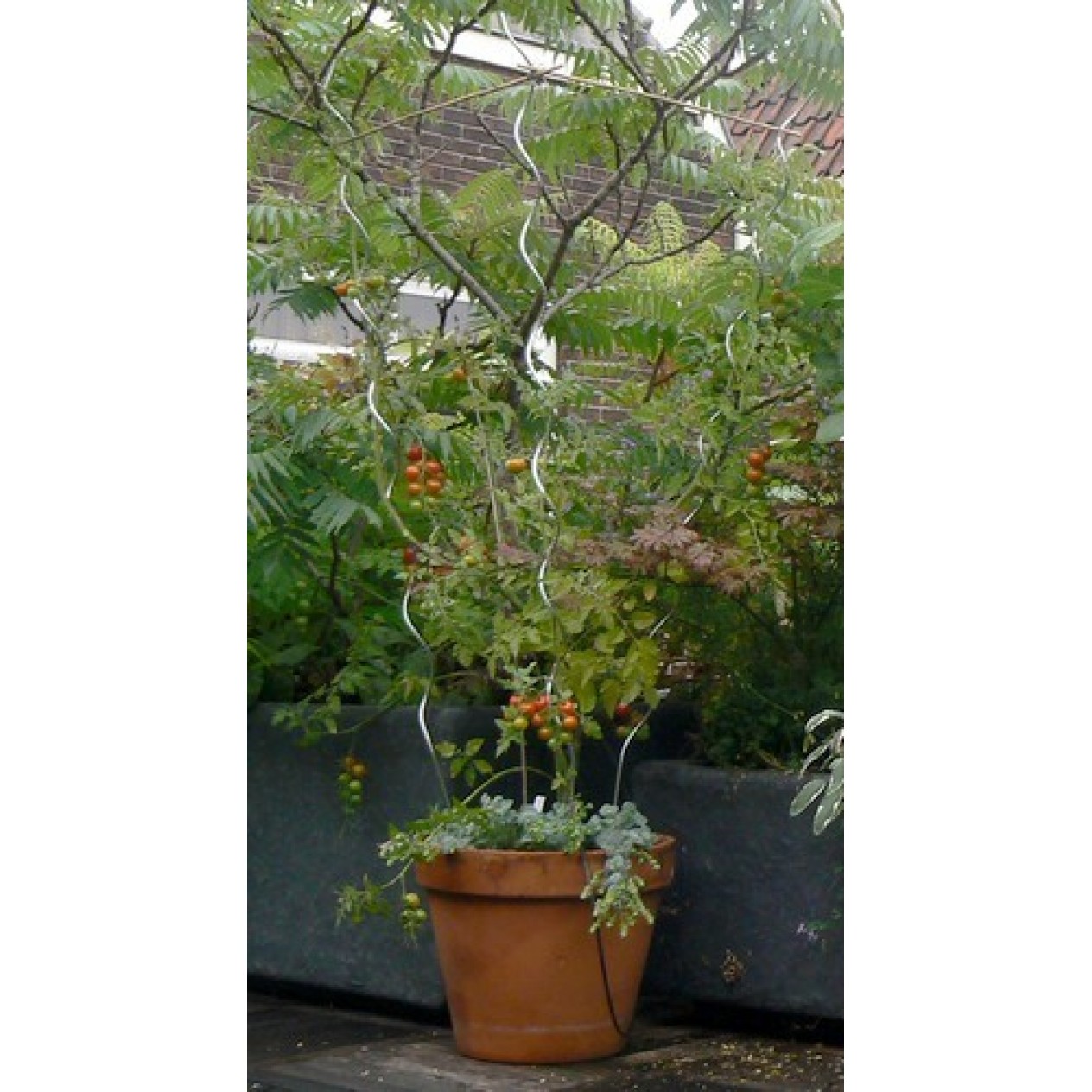 846510-tomatenspiraal-verzinkt