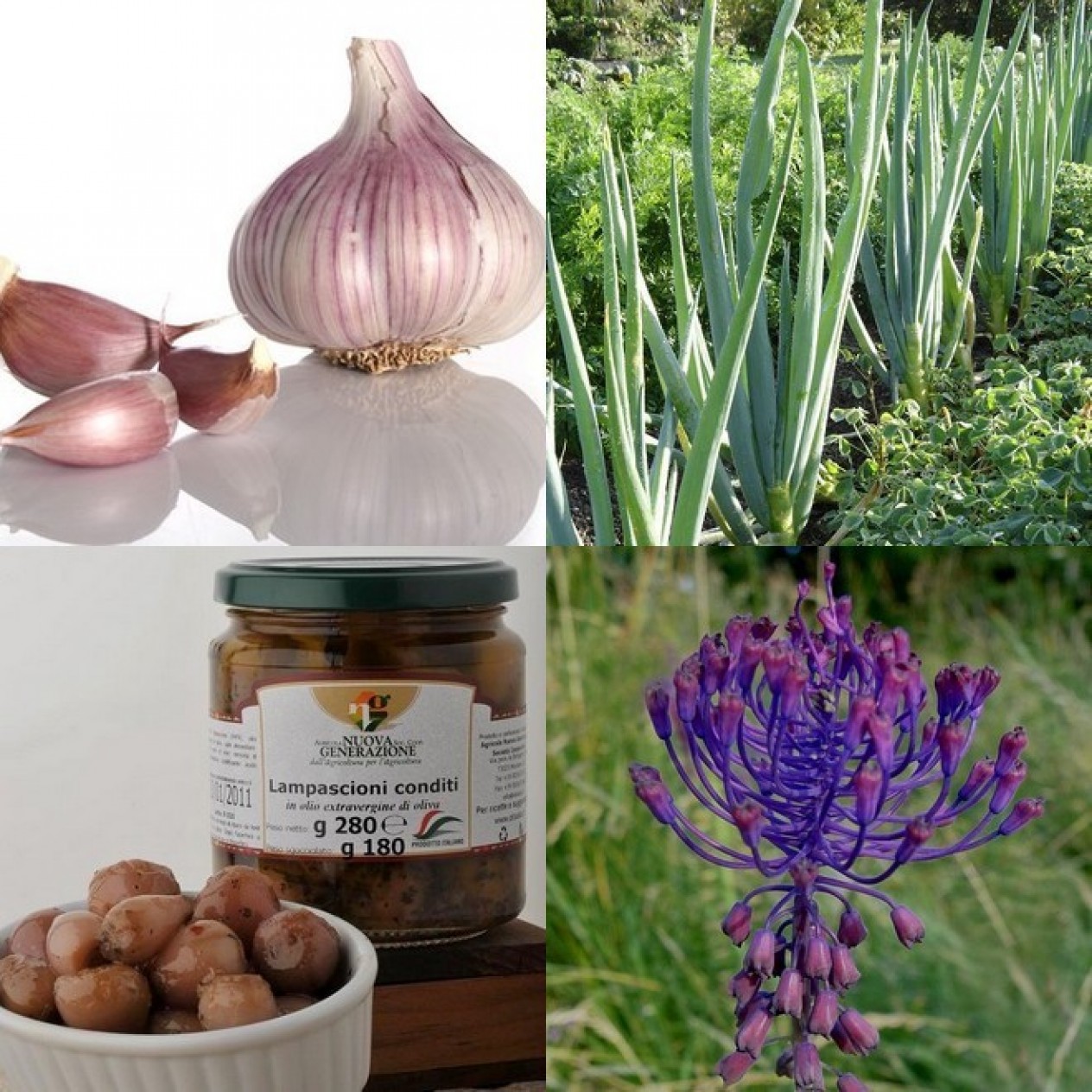 880056-knof-italiaanse-look