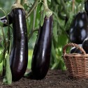 014101-aubergine-black-long-violetta-lunga