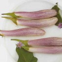 015000-aubergine-bride-f1