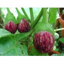 015050-aubergine-calliope-f1
