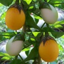 015150-aubergine-golden-eggs-white-egg
