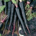 320100-zomerwortelen-black-nebula-deep-purple-f1