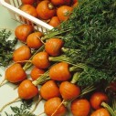 324800-zomerwortelen-parijse-markt-parijse-vroege-ronde