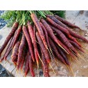 324850-zomerwortelen-purple-haze-f1