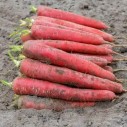 325120-zomerwortelen-redsun-f1