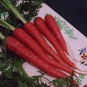 325950-winterwortelen-atomic-red