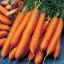 326000-winterwortelen-berlicumer-winter-berlicumer