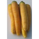 328200-winterwortelen-gele-stompe-van-doubs-jaune-obtuse-du-doubs-yellow-intermediate