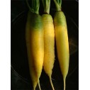 328300-winterwortelen-lobbericher-gele