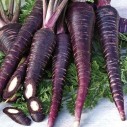 328500-winterwortelen-zwarte-spaanse-morada