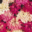 526200-iberis-umbellata-fairy-mixed-empress