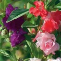 526450-impatiens-balsamina-tom-thumb