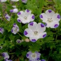 541800-nemophila-maculata-five-spot