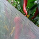 803420-tegen-insecten-insectennet-ultra