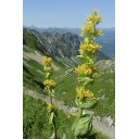 345000-gentiaan-gele
