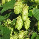 345800-hop-echte