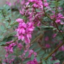 346498-indigostruik-australische