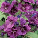 347000-kaasjeskruid-groot-mauritiana