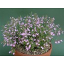 347660-keizersmint