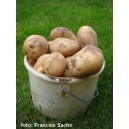 401565-aardappels-frieslander