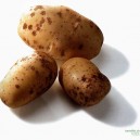 401600-aardappels-bintje