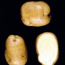 401700-aardappels-eigenheimer