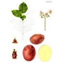 402300-aardappels-irene