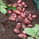 402460-aardappels-sarpo-mira