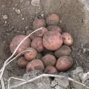 402500-aardappels-texla