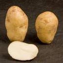 405000-aardappels-arran-pilot